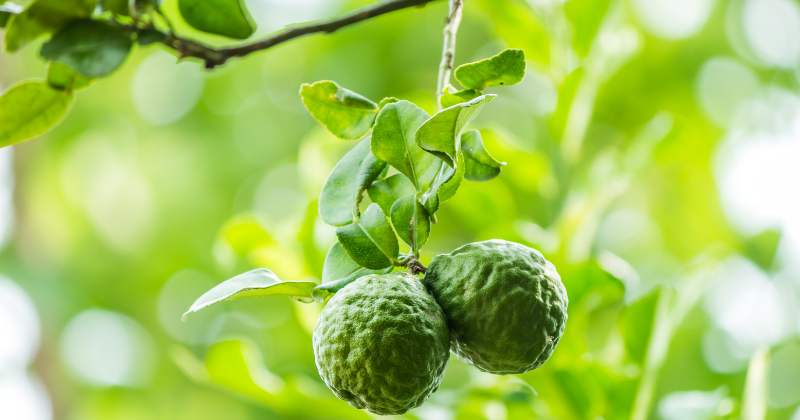 Bergamot for healthier hair