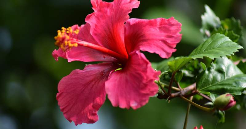 Hibiscus for hair