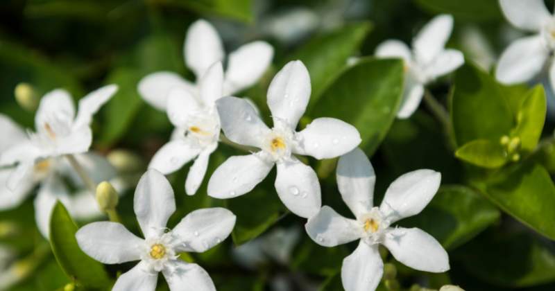 Jasmine flowers for healthier hair