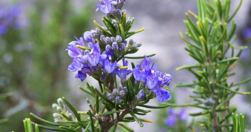 Rosemary flowers