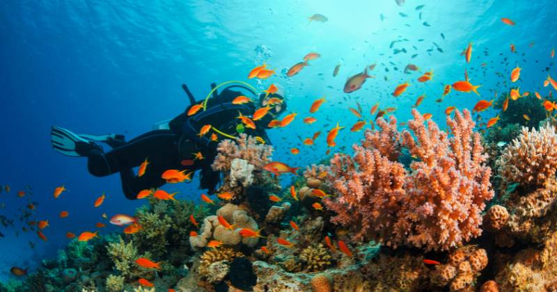 Top 7 Underwater Adventures Around the Globe