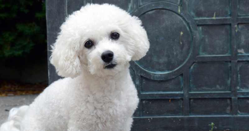 Bichon Frise