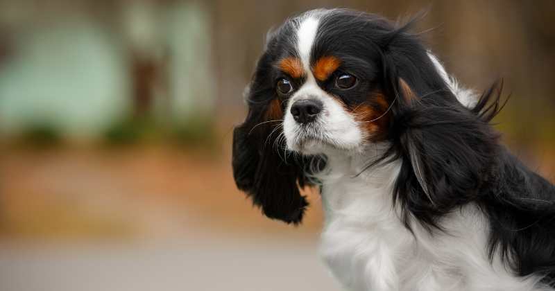 Cavalier King Charles Spaniel