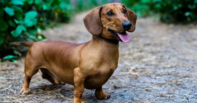 Dachshund