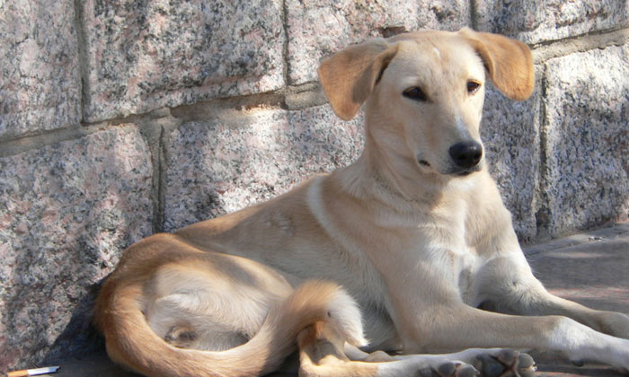 Indian Pariah Dog