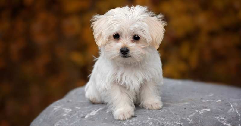 Maltese