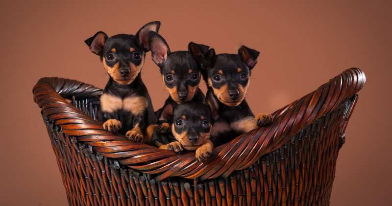 Miniature Pinscher 