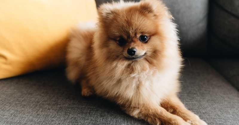 Pomeranian