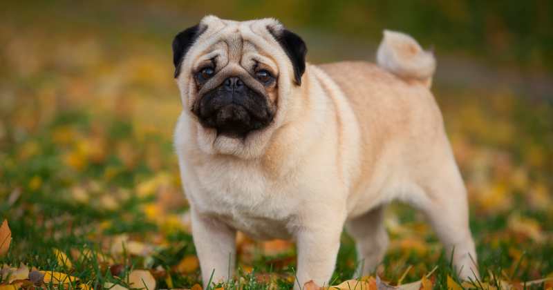 Pug