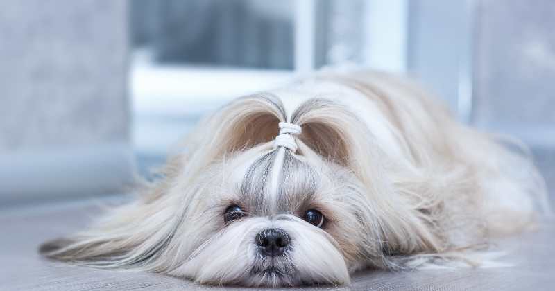 Shih Tzu