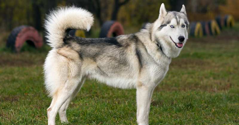 Siberian Husky - Best Dog Breeds In India