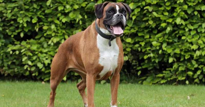 boxer dog