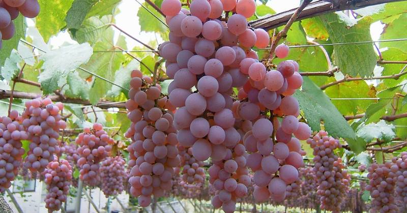 Koshu grapes